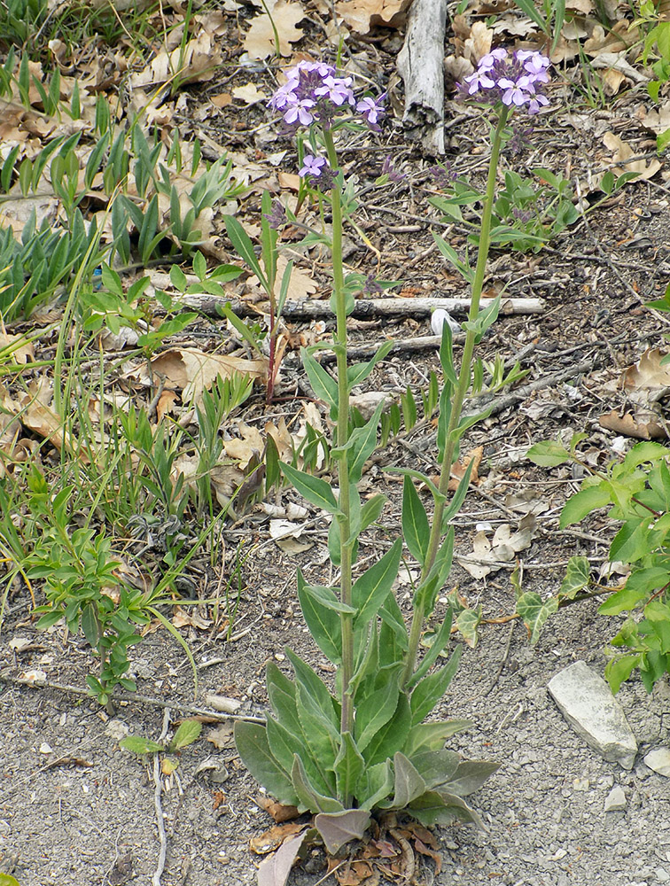 Image of Hesperis pycnotricha specimen.