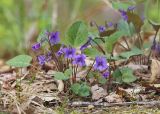 Смотреть изображение Viola tenuicornis