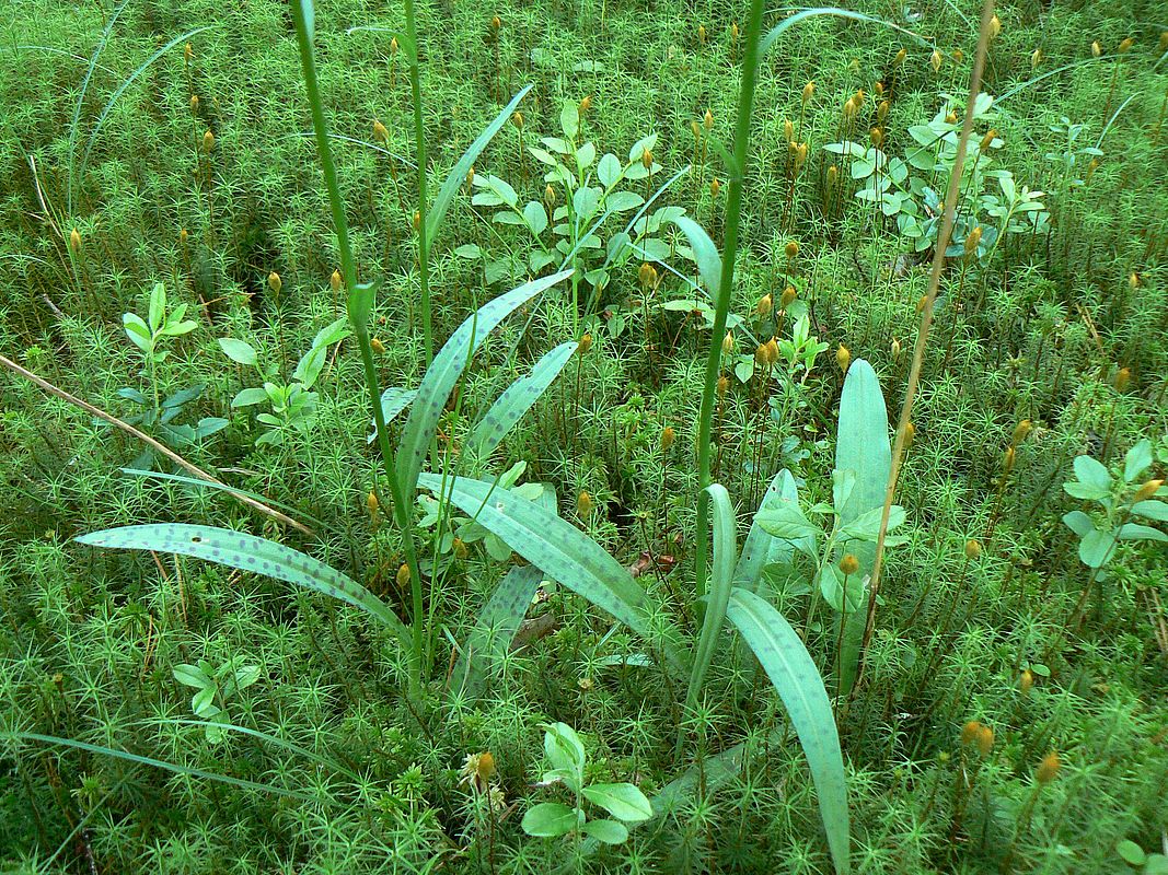 Изображение особи Dactylorhiza maculata.