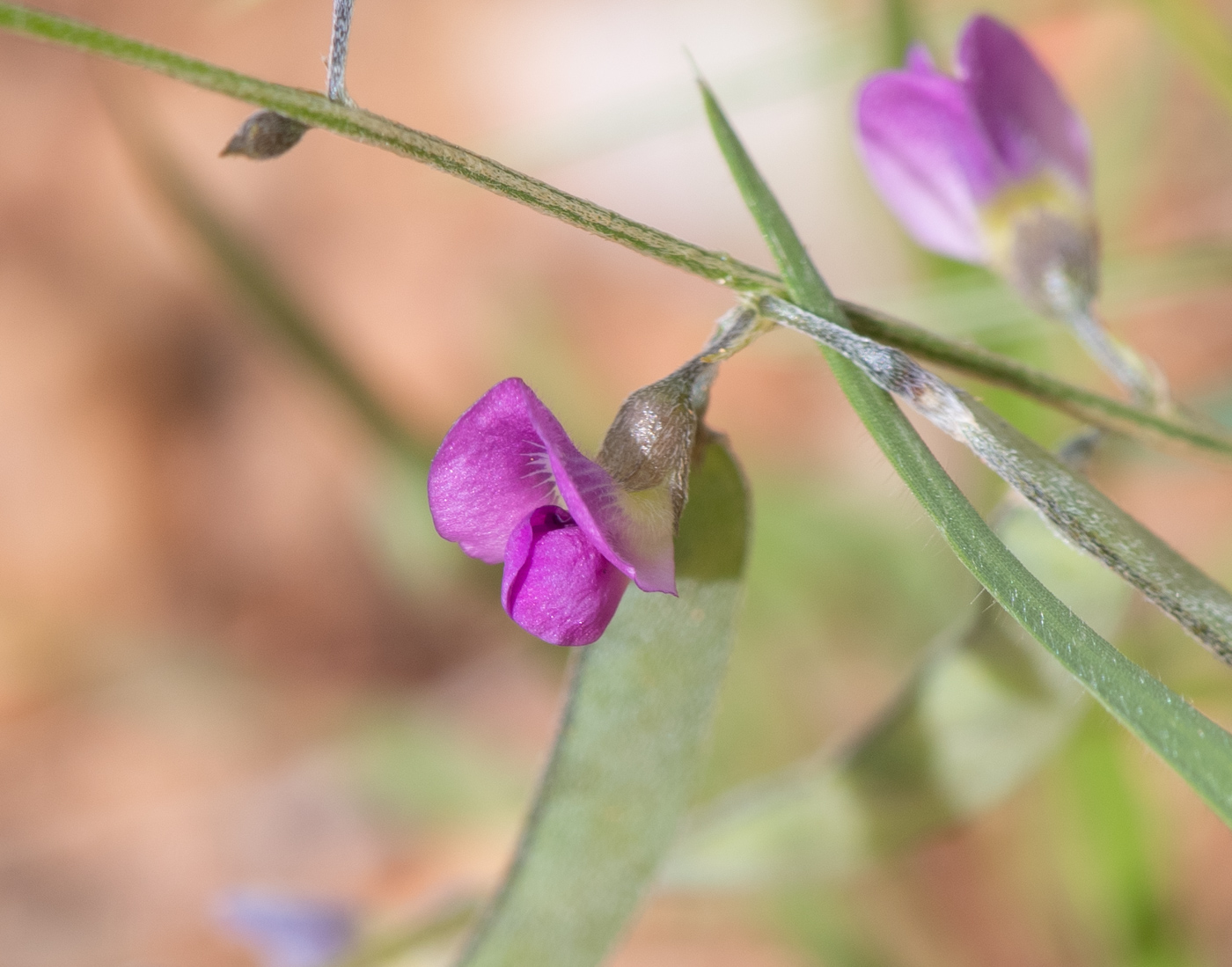 Image of Tephrosia dregeana specimen.