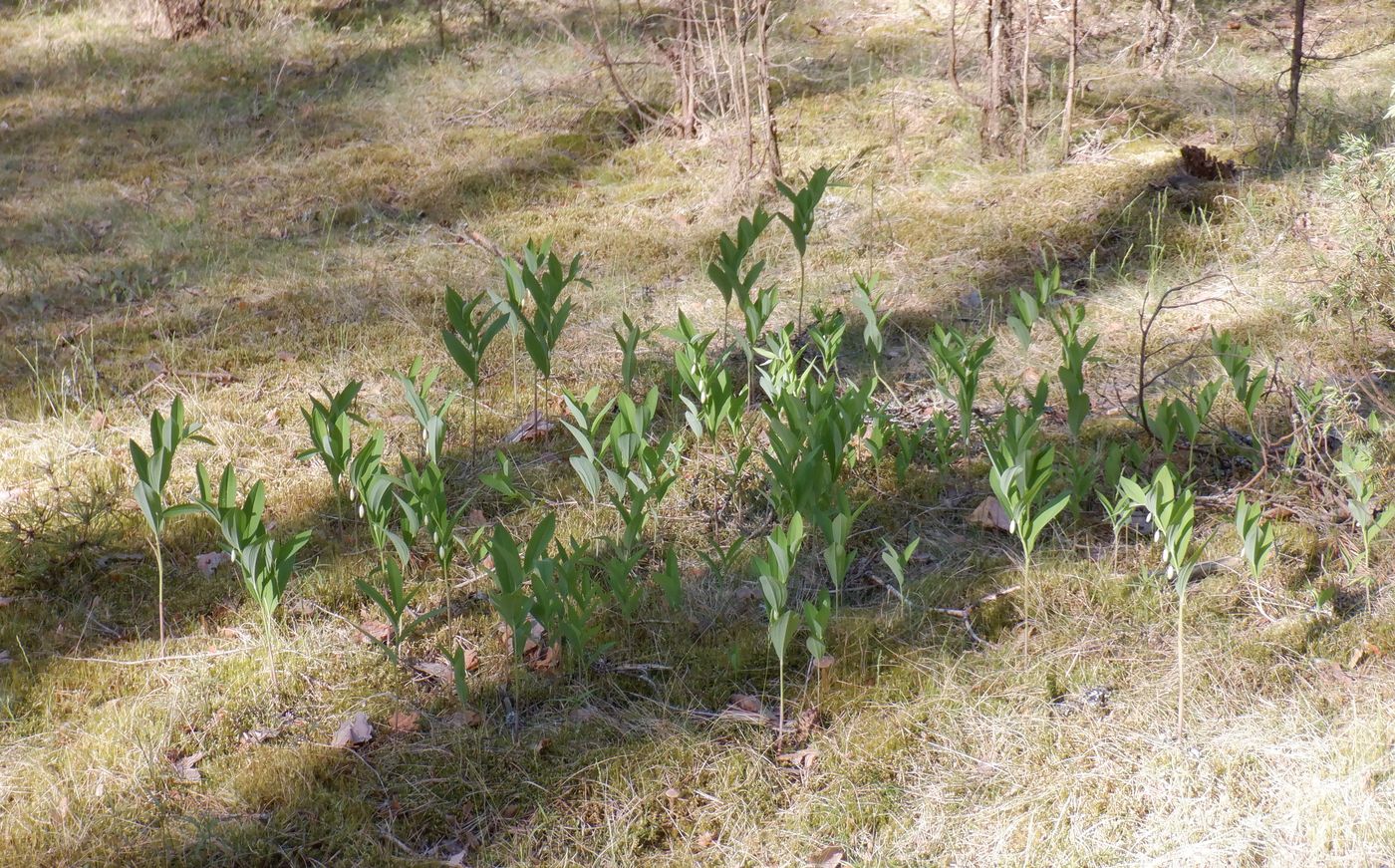 Image of Polygonatum odoratum specimen.