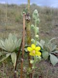 Verbascum songaricum. Часть соцветия с цветком и бутонами. На заднем плане - прикорневые розетки листьев. Казахстан, Заилиский Алатау, горы Бокайдынтау, перевал Кок-Пек. 02.09.2010.