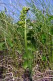 Botrychium lunaria. Верхушка спороносящей вайи. Магаданская обл., окр. г. Магадан, устье р. Магаданка, близ озера, на кочке. 04.07.2019.