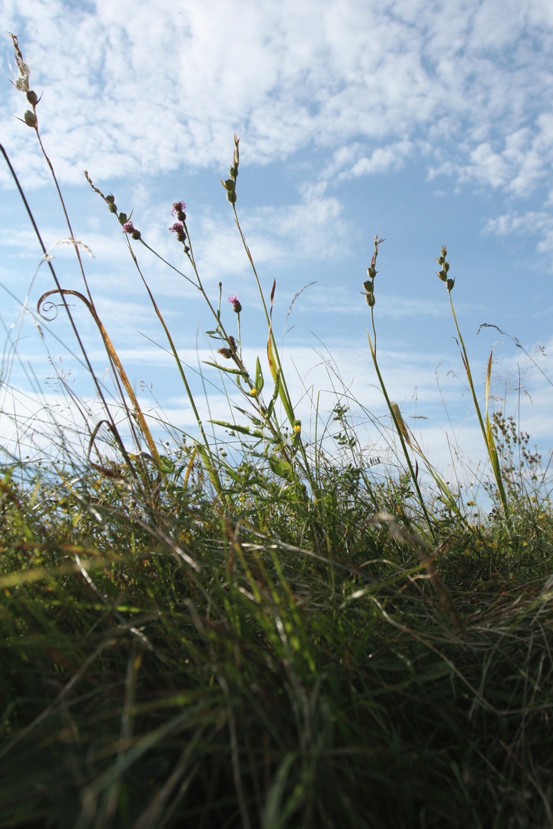 Image of Gladiolus imbricatus specimen.