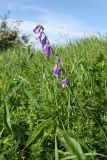 Campanula rapunculoides. Цветущее растение среди лугового травостоя. Беларусь, Витебская обл., окр. пос. Езерище, зап. побережье оз. Езерище, разнотравно-злаковый луг. 18.08.2020.