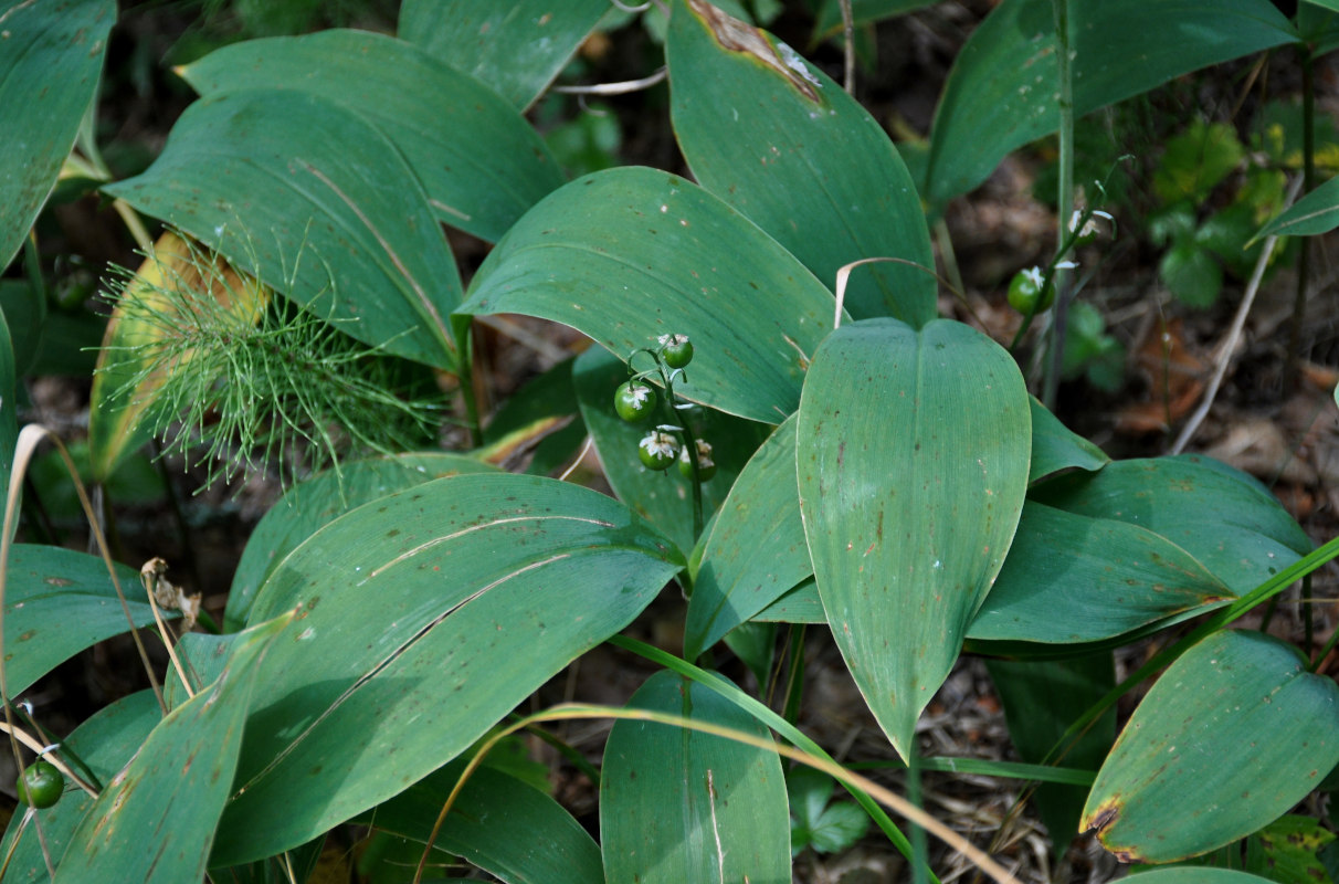 Изображение особи Convallaria majalis.