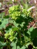 genus Alchemilla. Верхушка цветущего растения. Свердловская обл., окр. г. Североуральск, район скал Три Брата, дорога в сосново-еловом лесу. 30.05.2010.