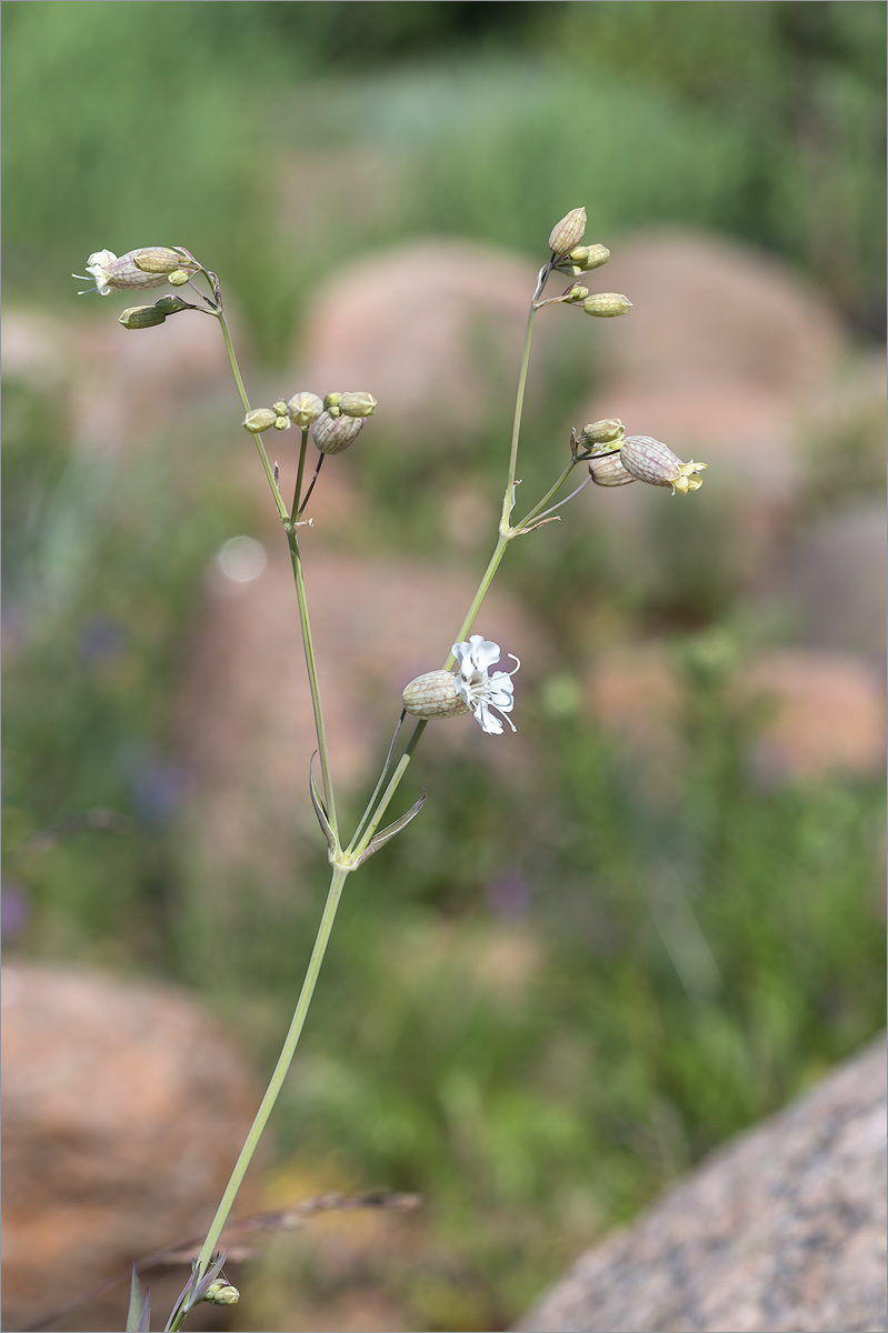 Изображение особи Oberna littoralis.