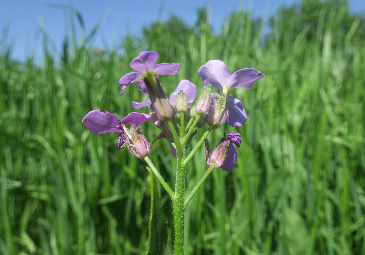 Image of Hesperis pycnotricha specimen.