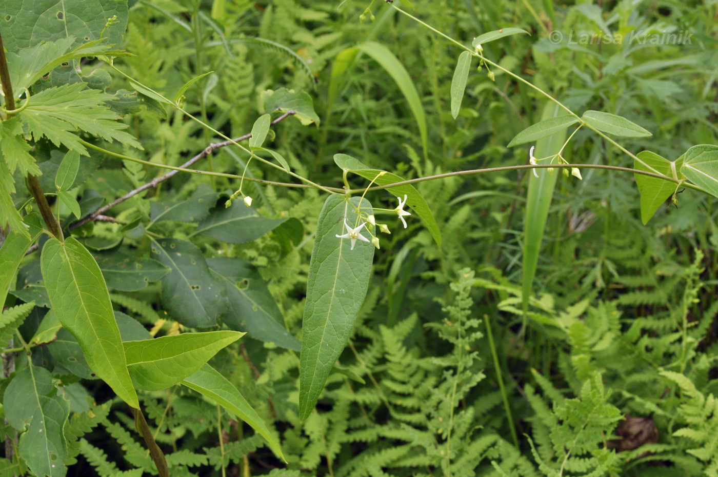 Image of Vincetoxicum volubile specimen.