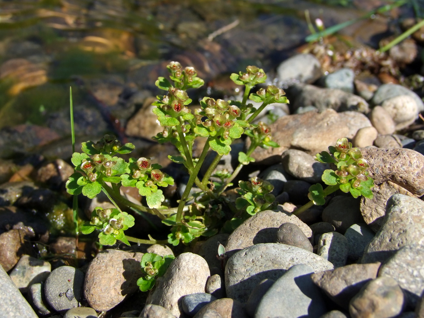 Image of Chrysosplenium tetrandrum specimen.