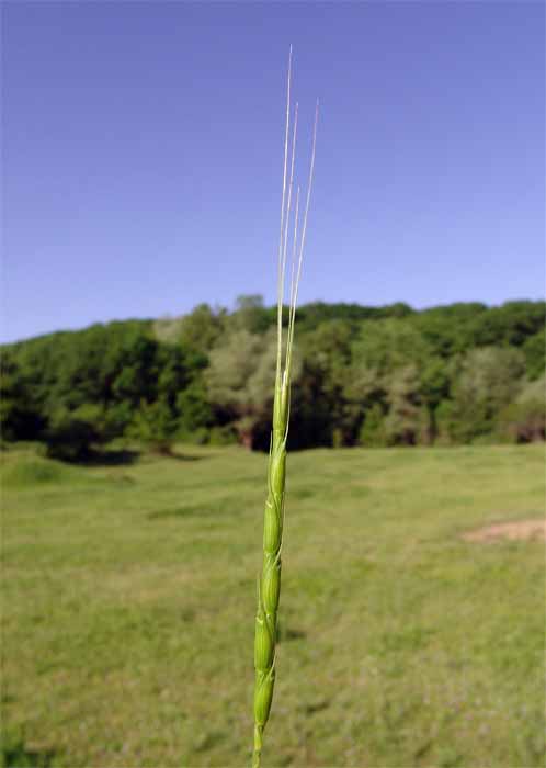 Изображение особи Aegilops cylindrica.