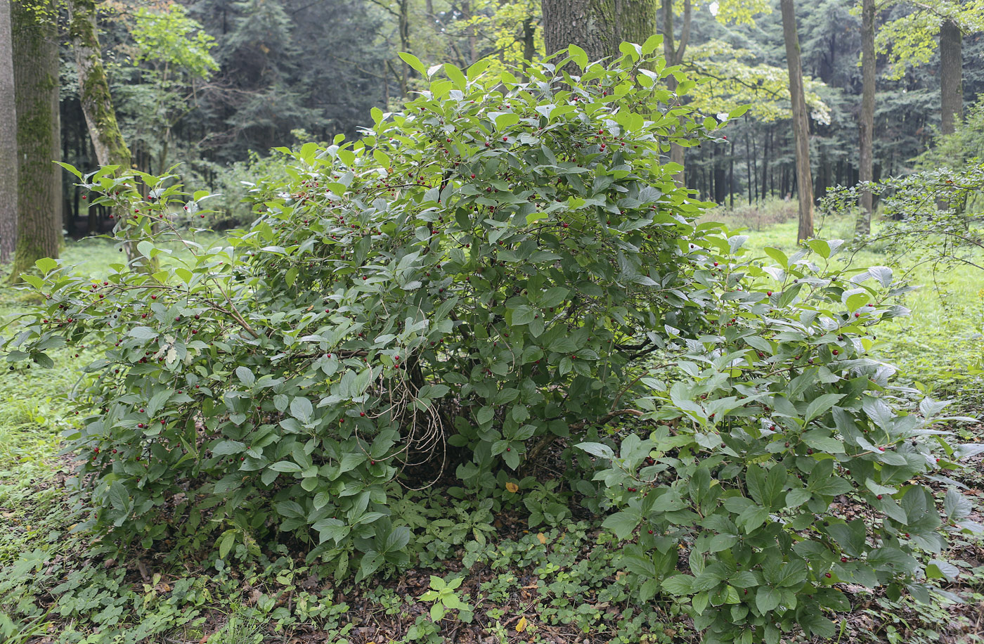 Image of Lonicera karelinii specimen.