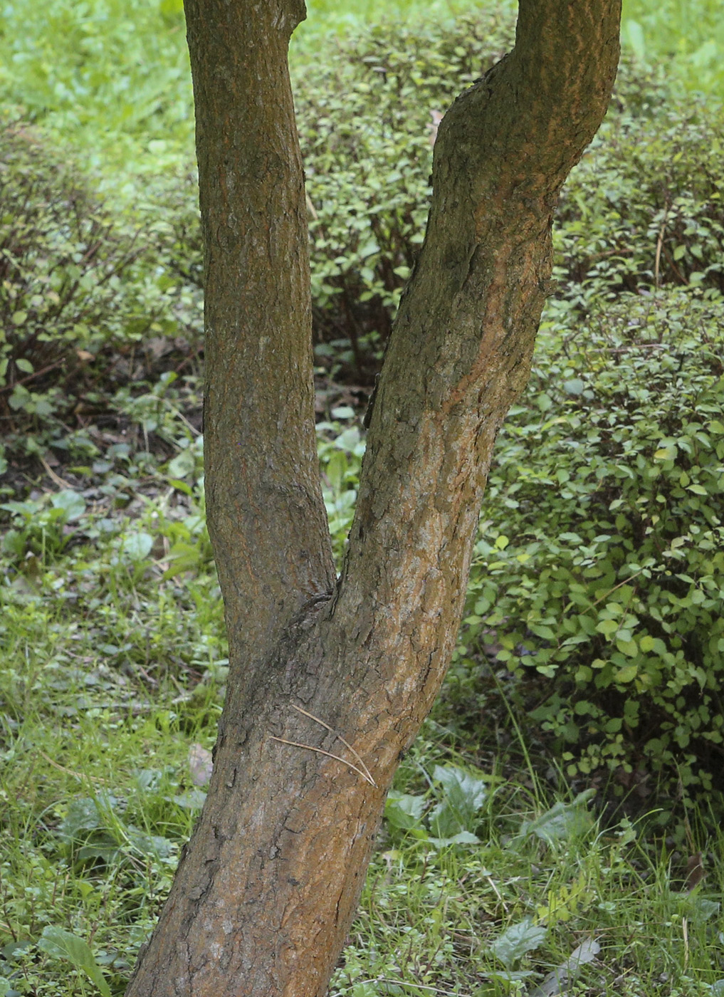 Image of Acer mayrii specimen.