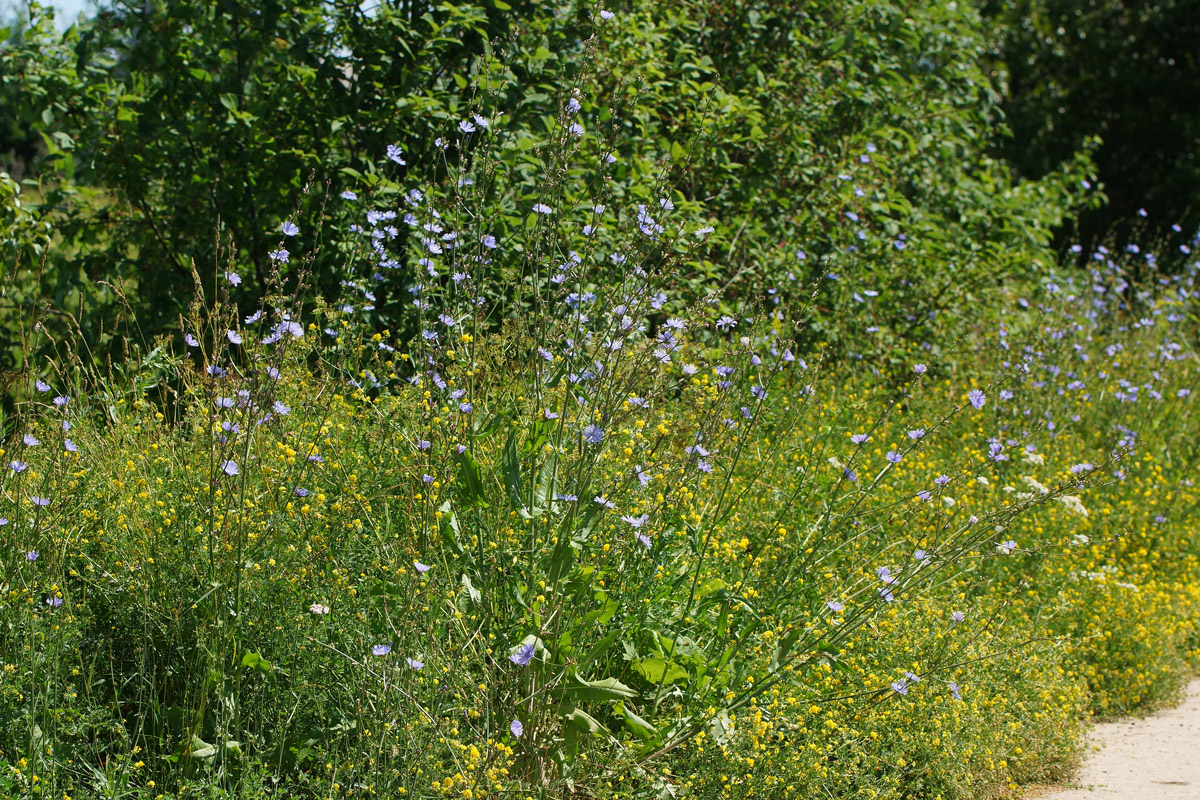 Image of Cichorium intybus specimen.