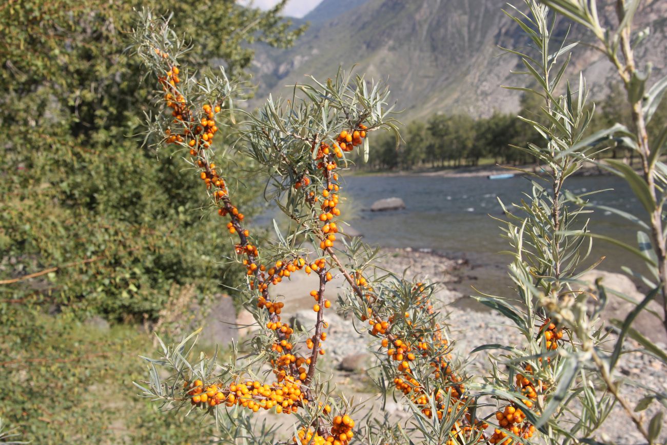 Image of Hippophae rhamnoides specimen.