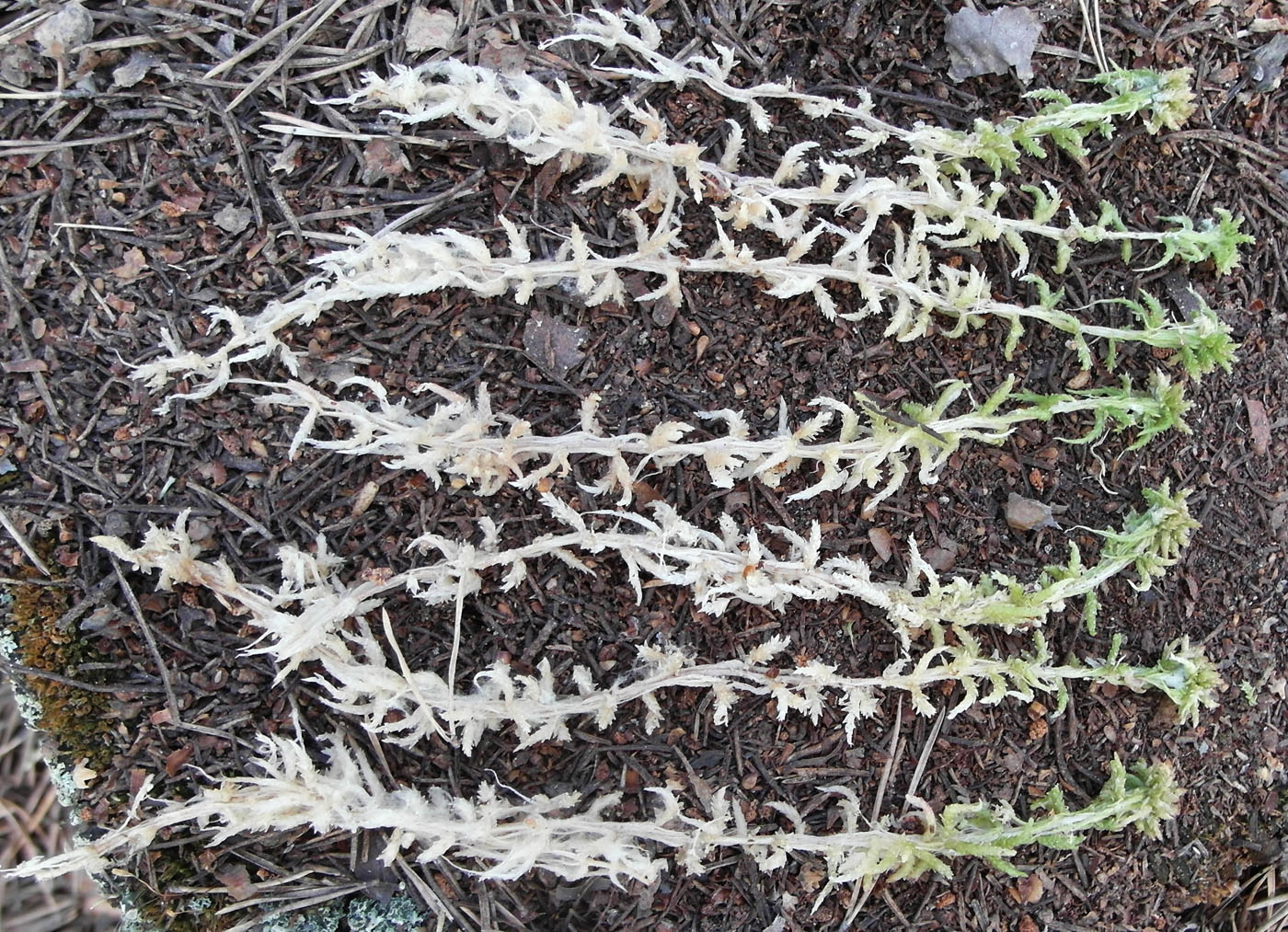 Image of Sphagnum centrale specimen.