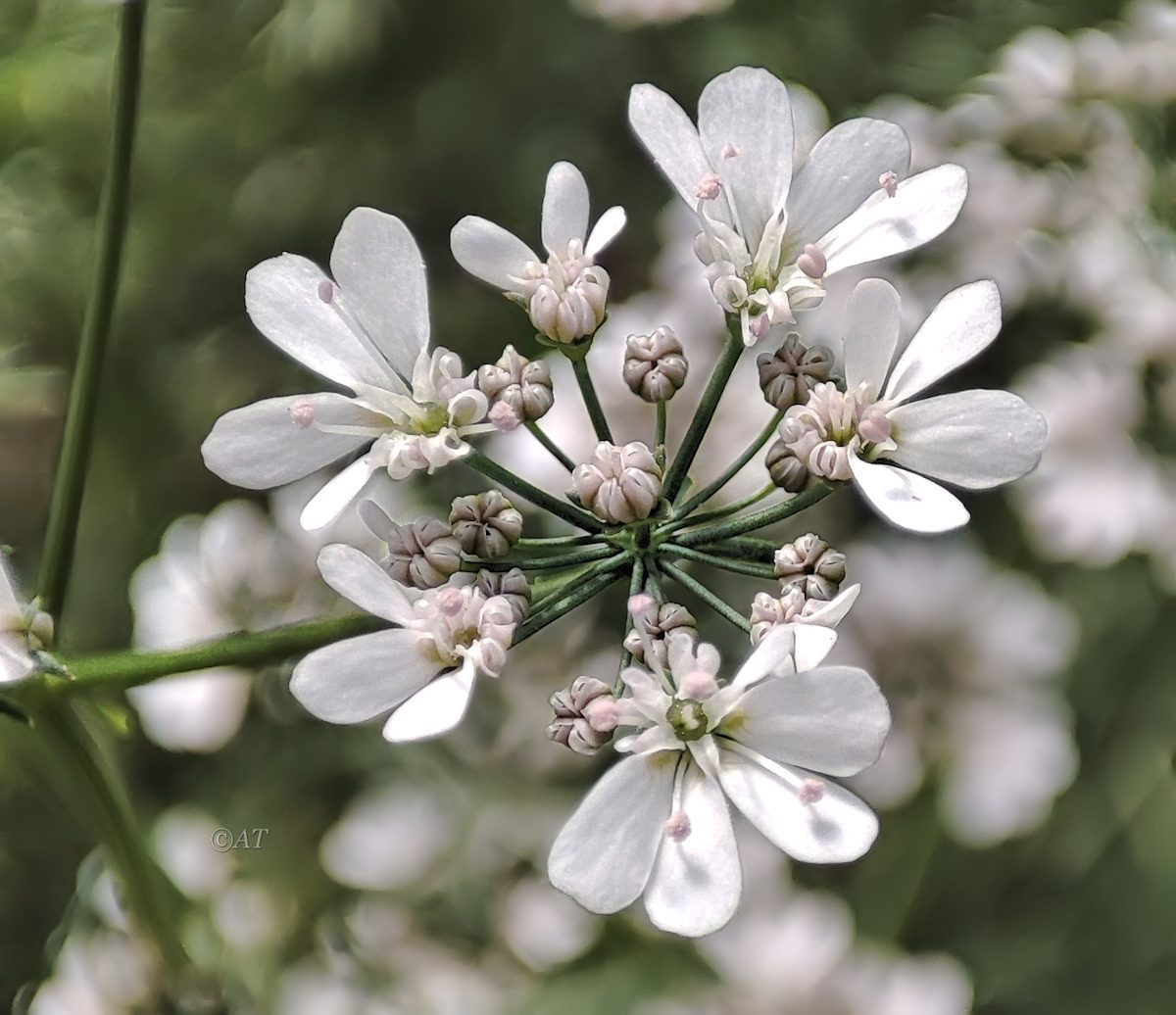 Image of Coriandrum sativum specimen.