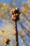 Смотреть изображение Acer saccharinum