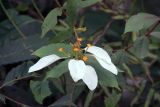 genus Mussaenda