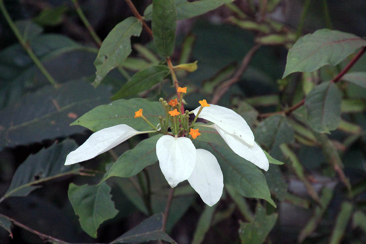 Image of genus Mussaenda specimen.