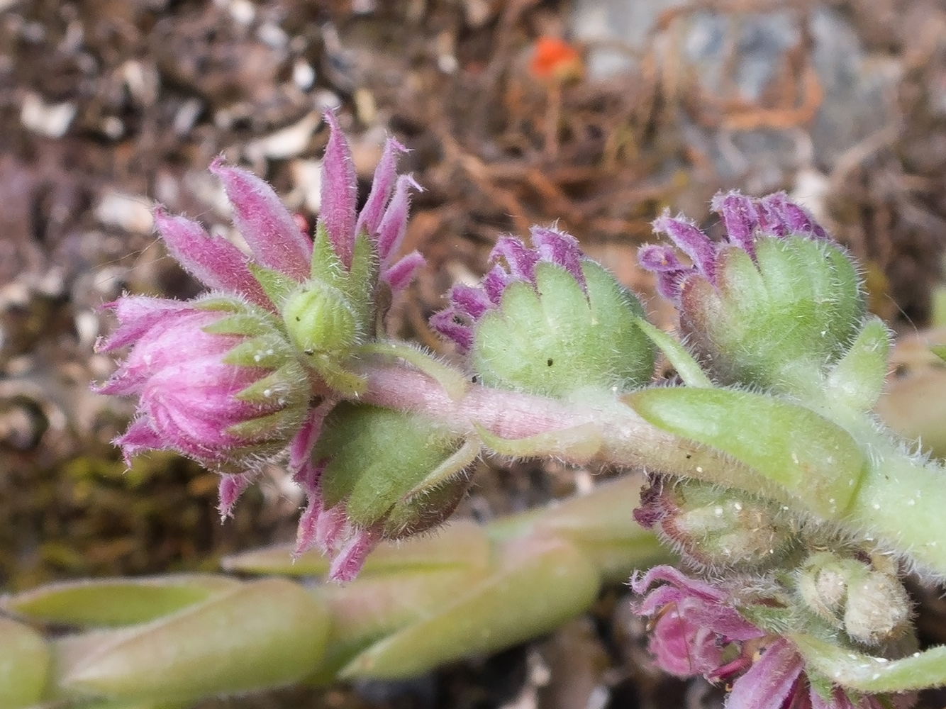 Image of Sempervivum pumilum specimen.