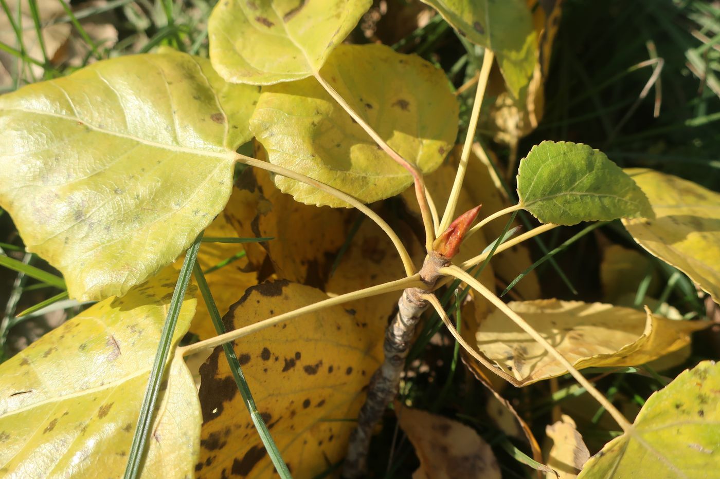 Изображение особи Populus &times; berolinensis.