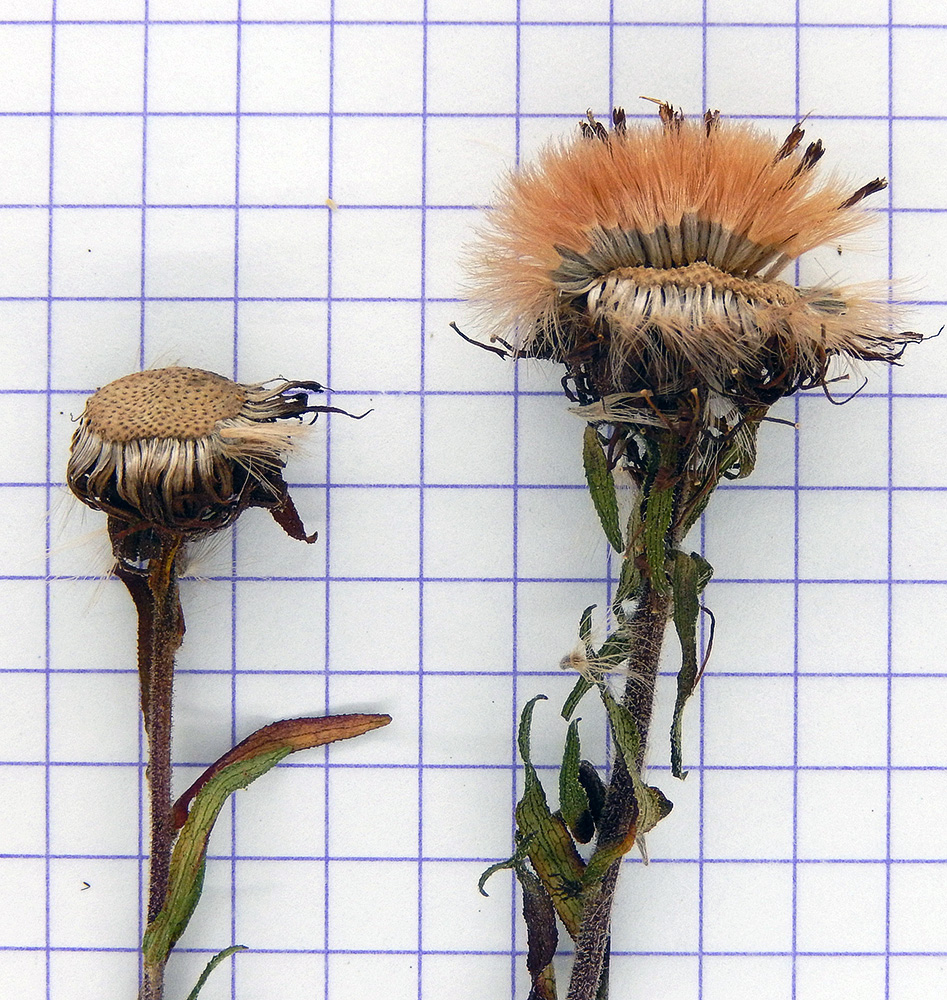 Image of Symphyotrichum novae-angliae specimen.