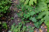 Lathyrus davidii. Цветущее растение (рядом видны листья Heracleum). Приморье, окр. г. Находка, гора Племянник, широколиственный лес. 29.07.2021.