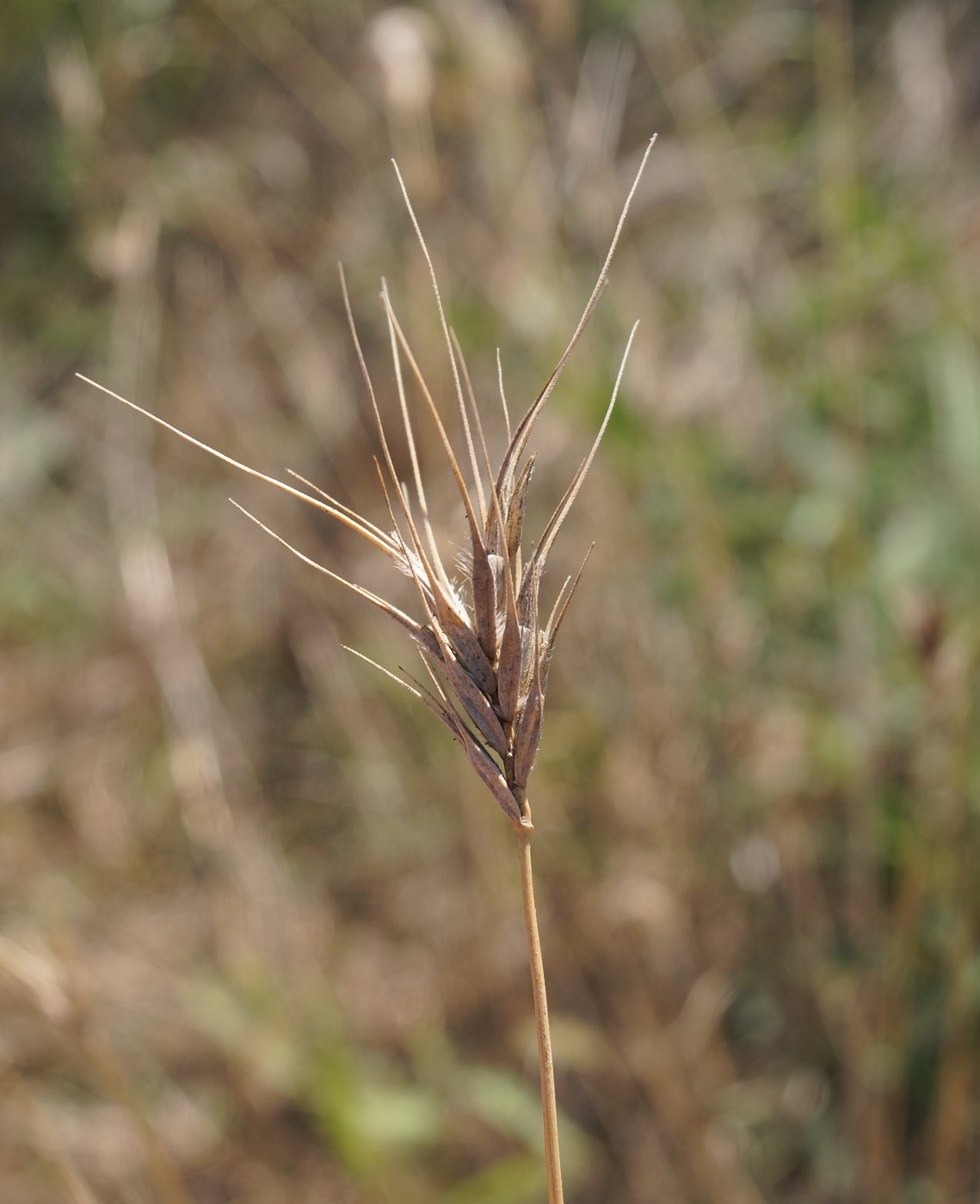 Image of Dasypyrum villosum specimen.