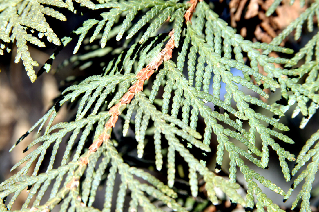 Image of Thuja koraiensis specimen.