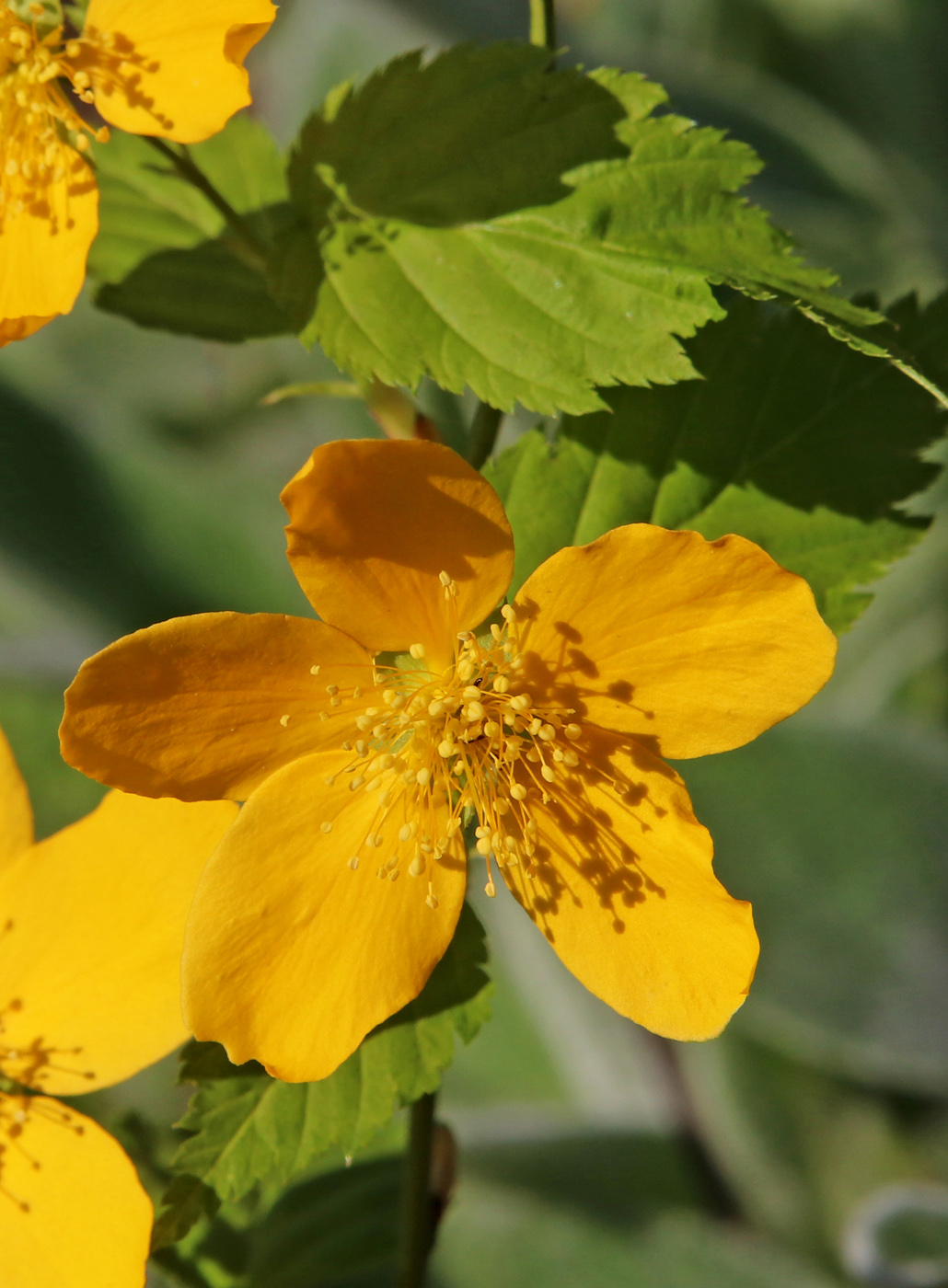 Image of Kerria japonica specimen.