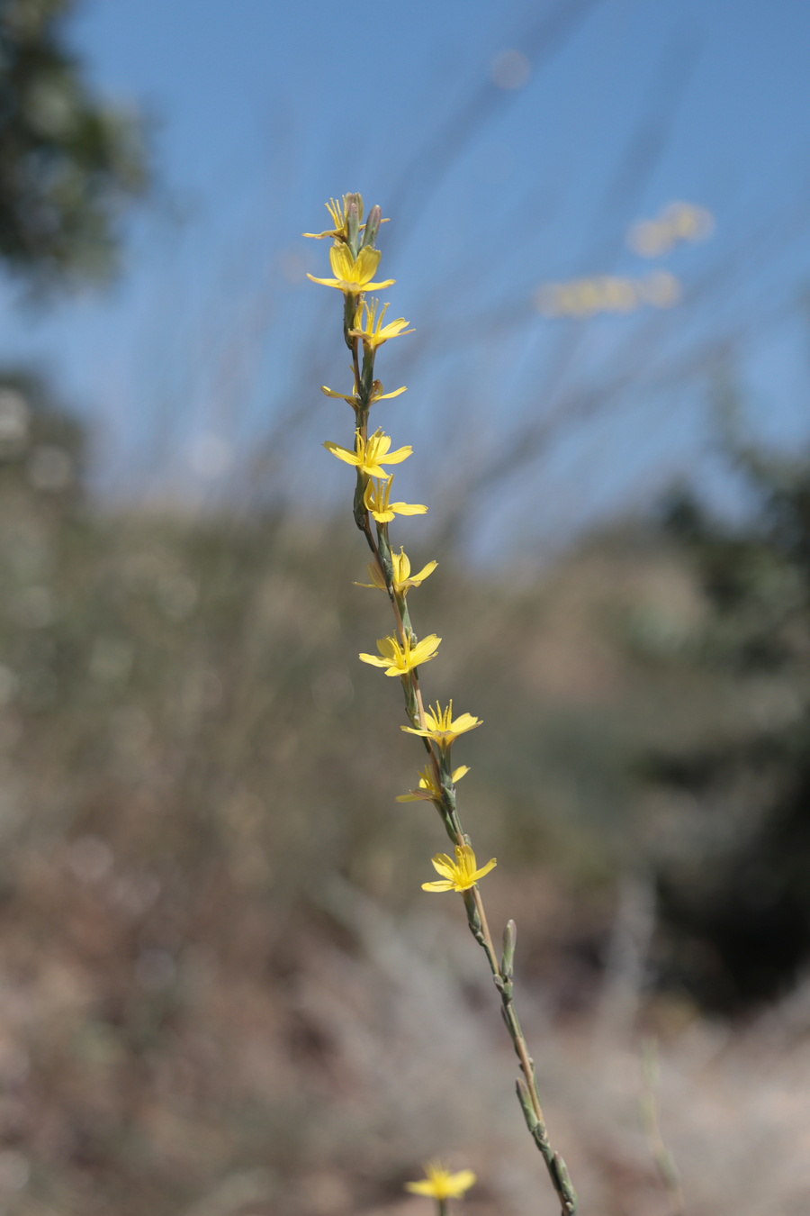 Image of Scariola viminea specimen.