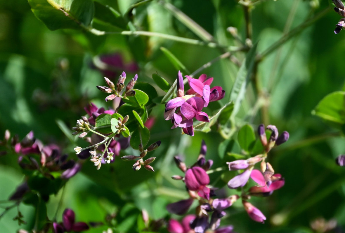 Image of Lespedeza bicolor specimen.