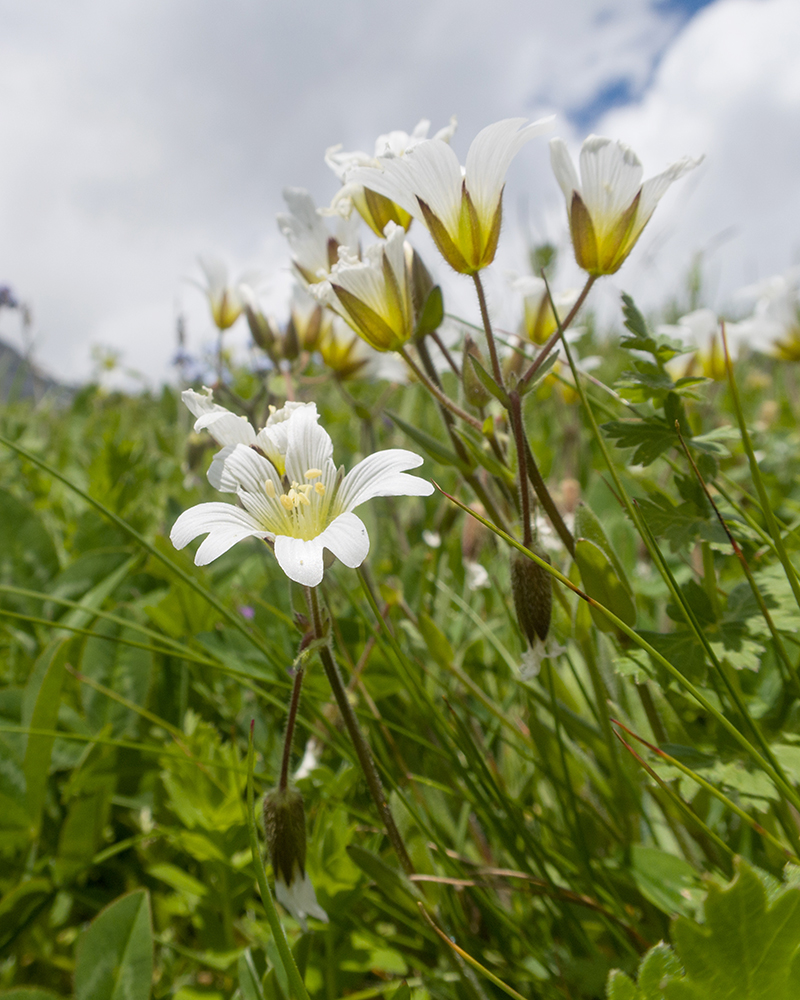 Изображение особи Cerastium purpurascens.