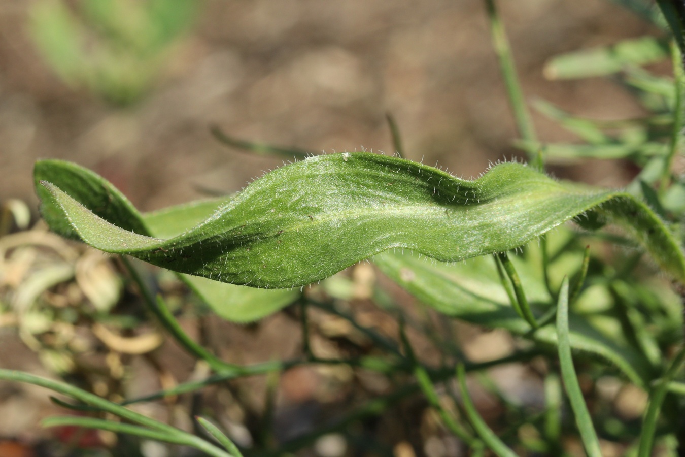 Image of Erigeron acris specimen.