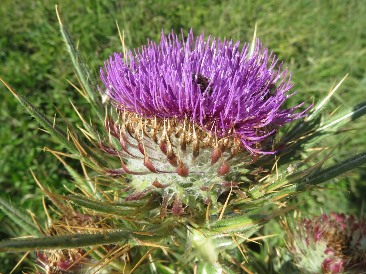 Image of Cirsium ligulare specimen.