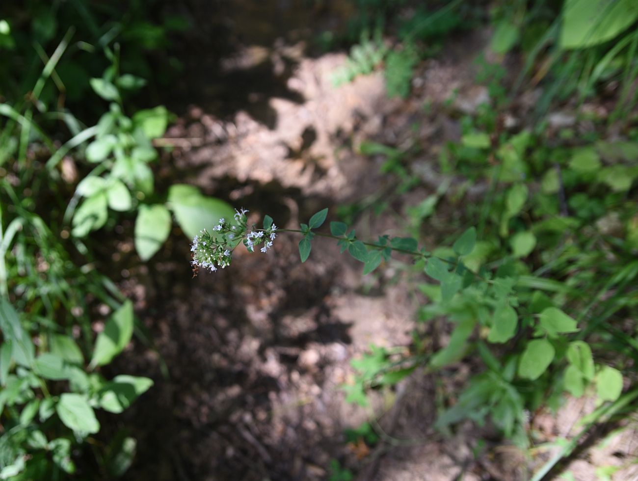 Image of Origanum vulgare ssp. viride specimen.