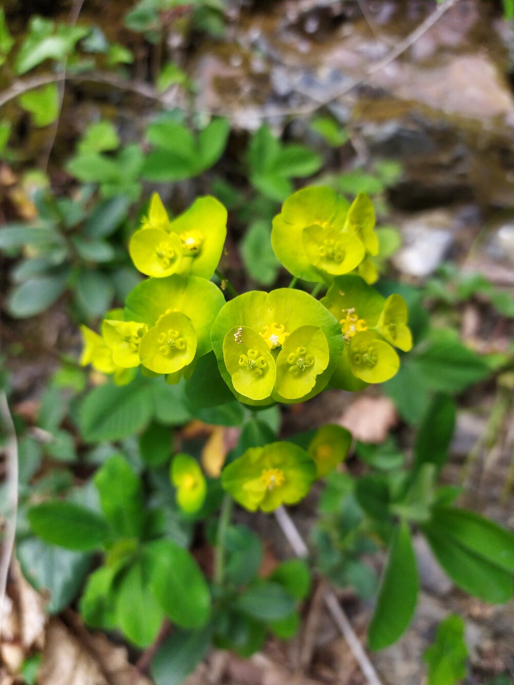 Изображение особи Euphorbia amygdaloides.