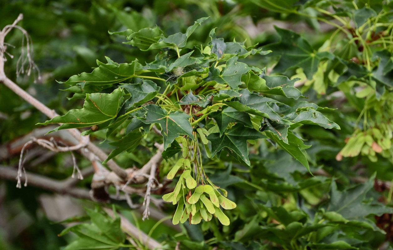 Image of Acer mayrii specimen.