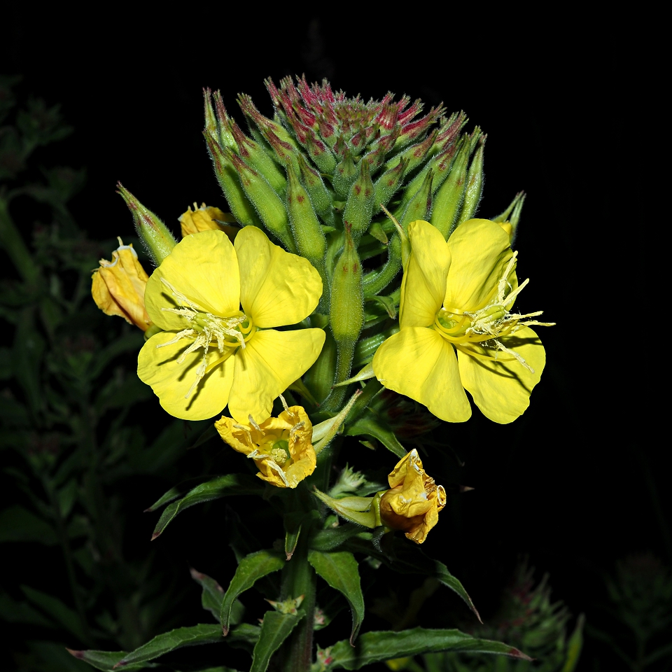 Изображение особи Oenothera biennis.