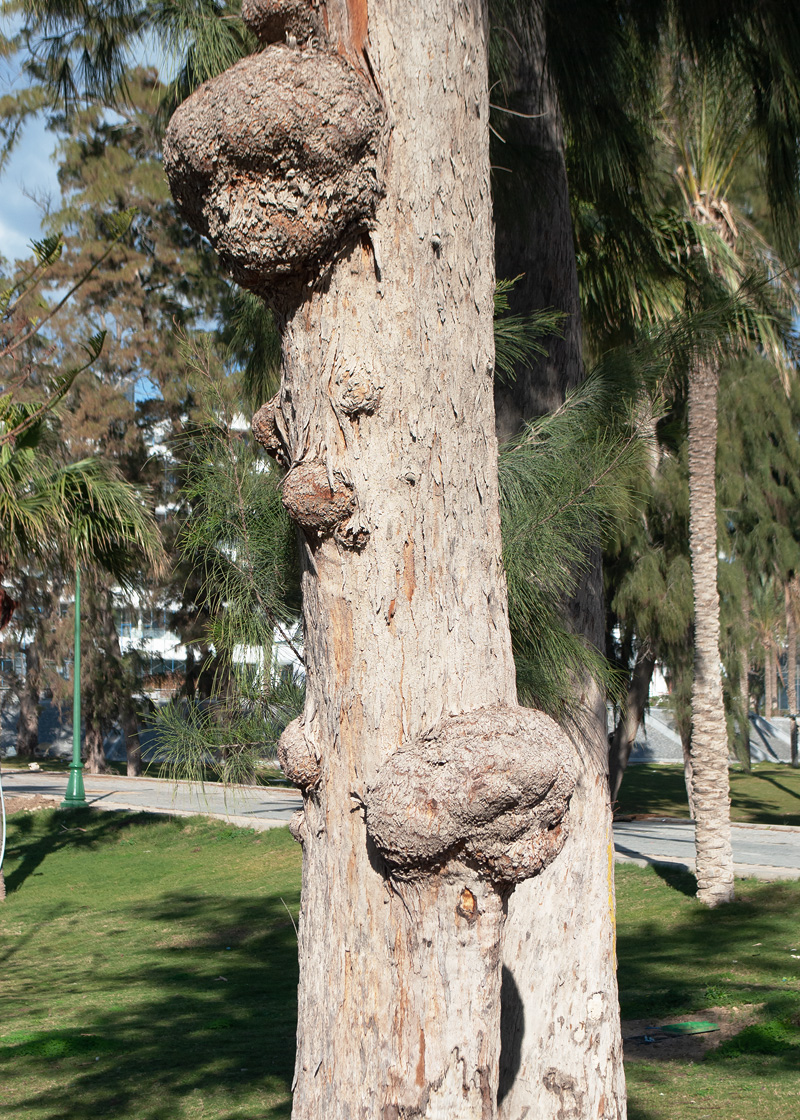 Изображение особи Casuarina equisetifolia.