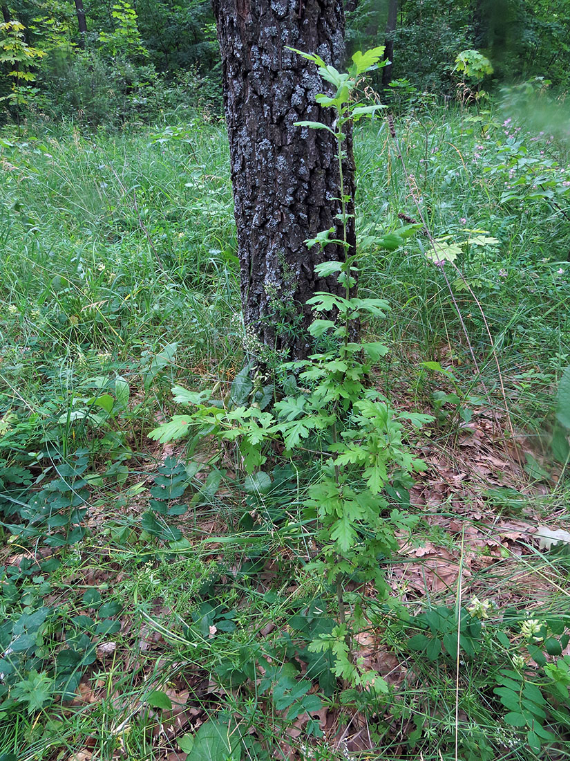 Image of Crataegus monogyna specimen.