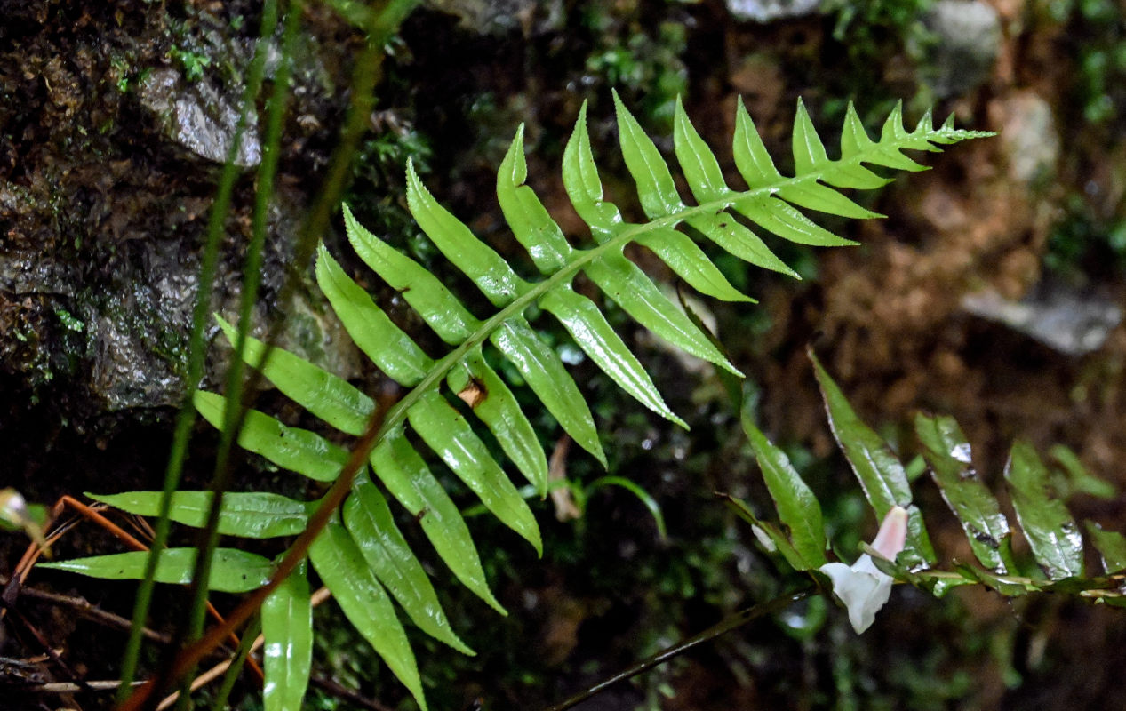 Image of Plagiogyria japonica specimen.