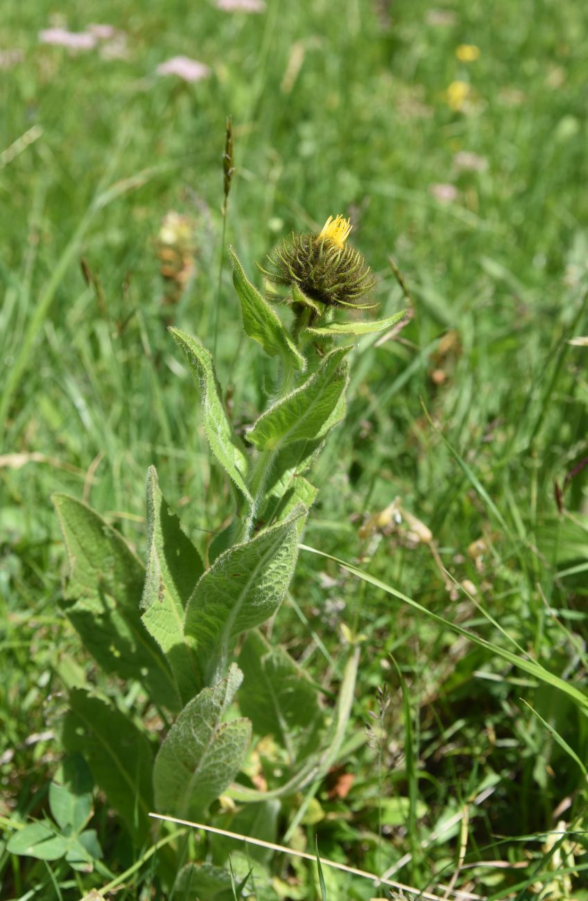 Изображение особи Inula orientalis.