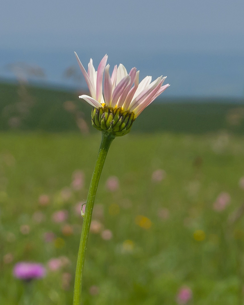 Изображение особи Pyrethrum coccineum.