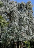 Eucalyptus cinerea. Кроны взрослых деревьев. Грузия, Аджария, Батумский ботанический сад, в культуре. 16.06.2023.