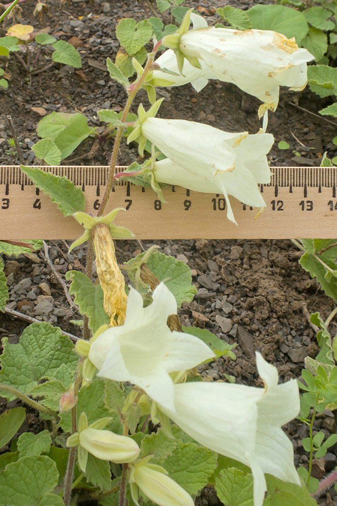 Изображение особи Campanula dolomitica.