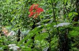 Clerodendrum paniculatum. Верхушка цветущего растения. Китай, Гуанси-Чжуанский автономный р-н, г. Синпин, опушка широколиственного леса. 01.06.2024.