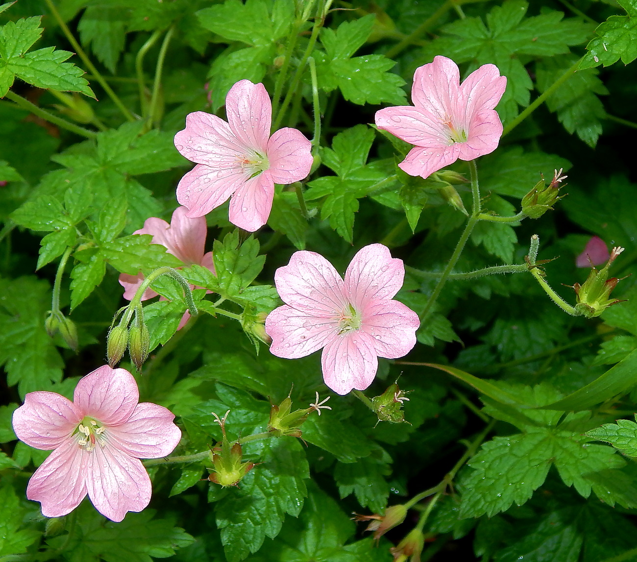 Изображение особи род Geranium.